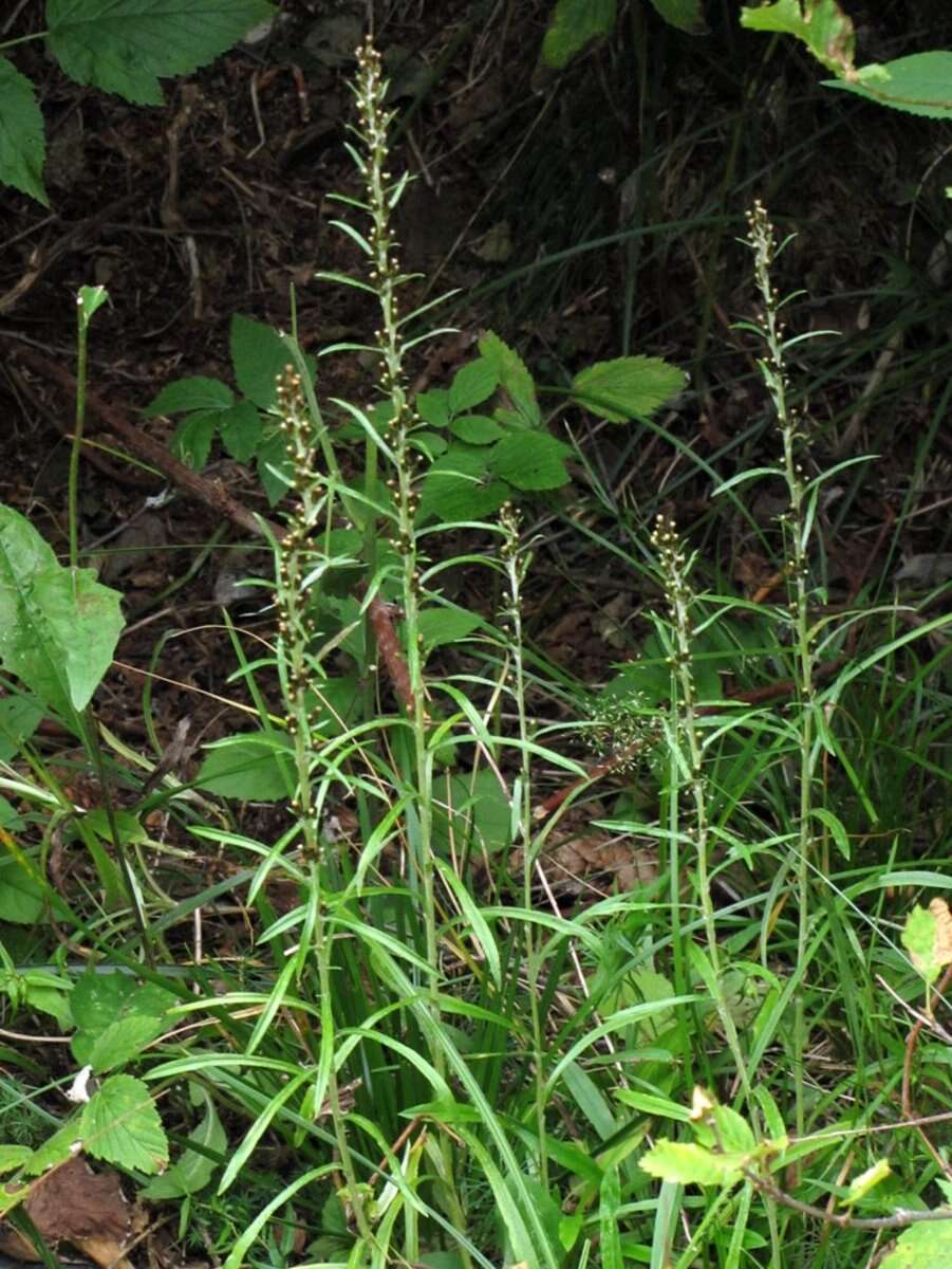 Image of heath cudweed