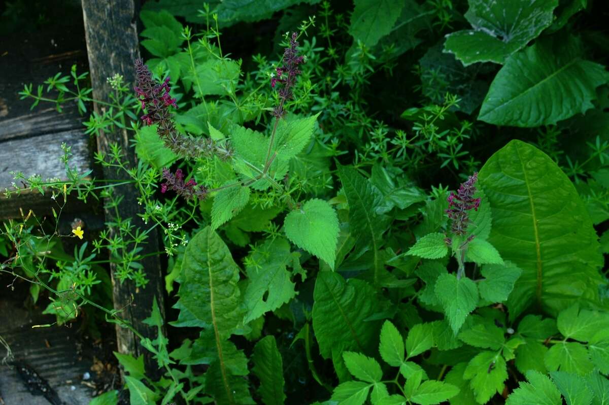 Image of hedge nettle