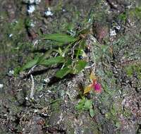 Image of Lepanthes diaziae Luer