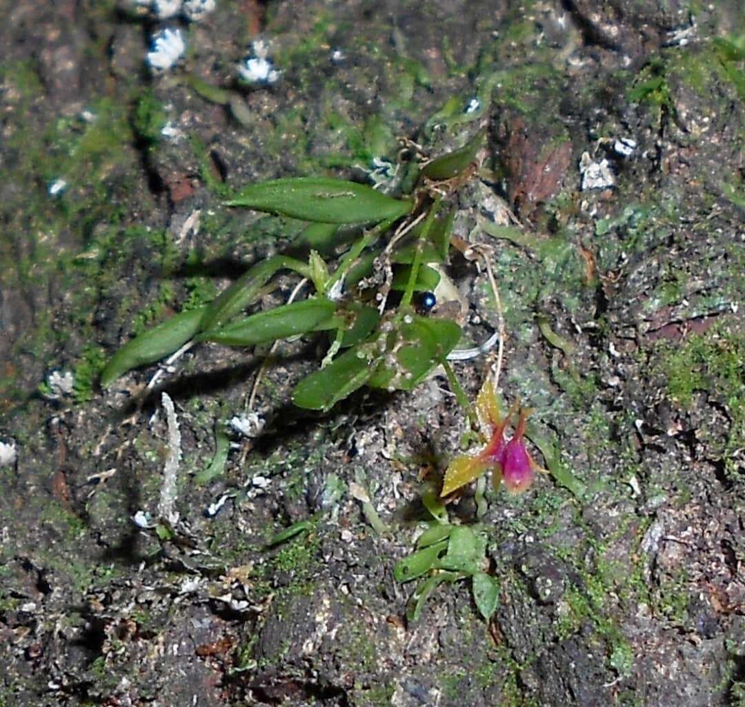 Image of Lepanthes diaziae Luer
