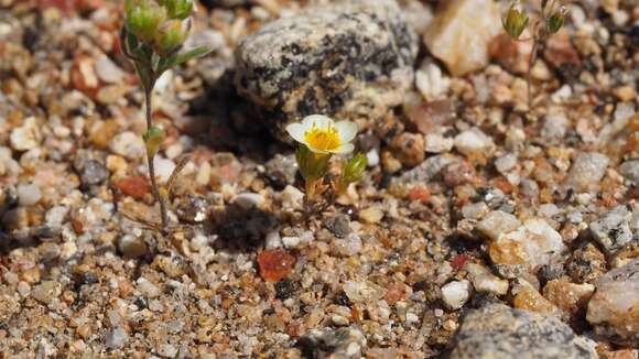 Image of Lemmon's linanthus