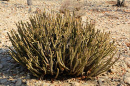 Image of Euphorbia otjipembana L. C. Leach