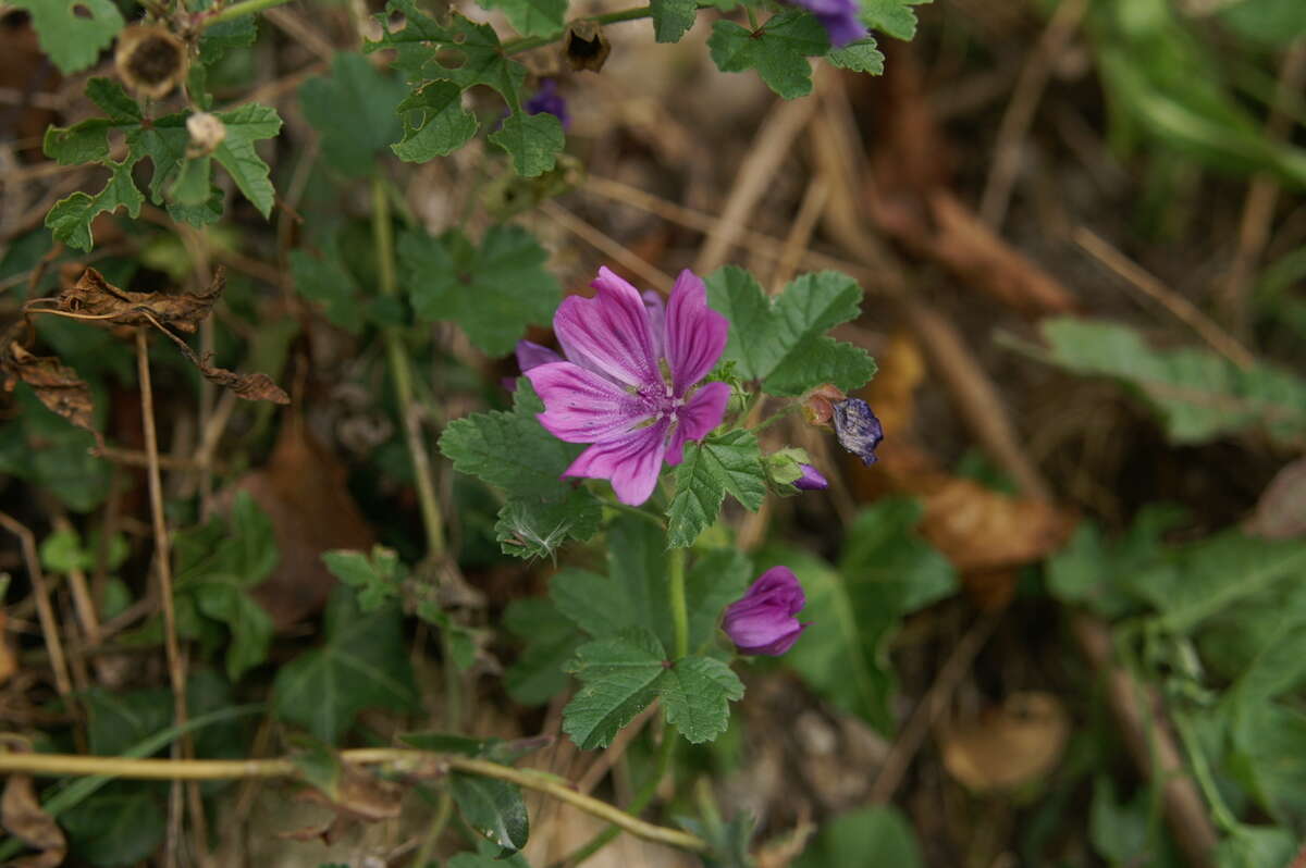 Image of high mallow