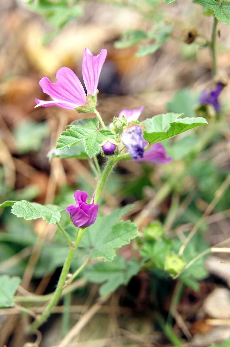 Image of high mallow