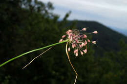 Image of Allium carinatum L.