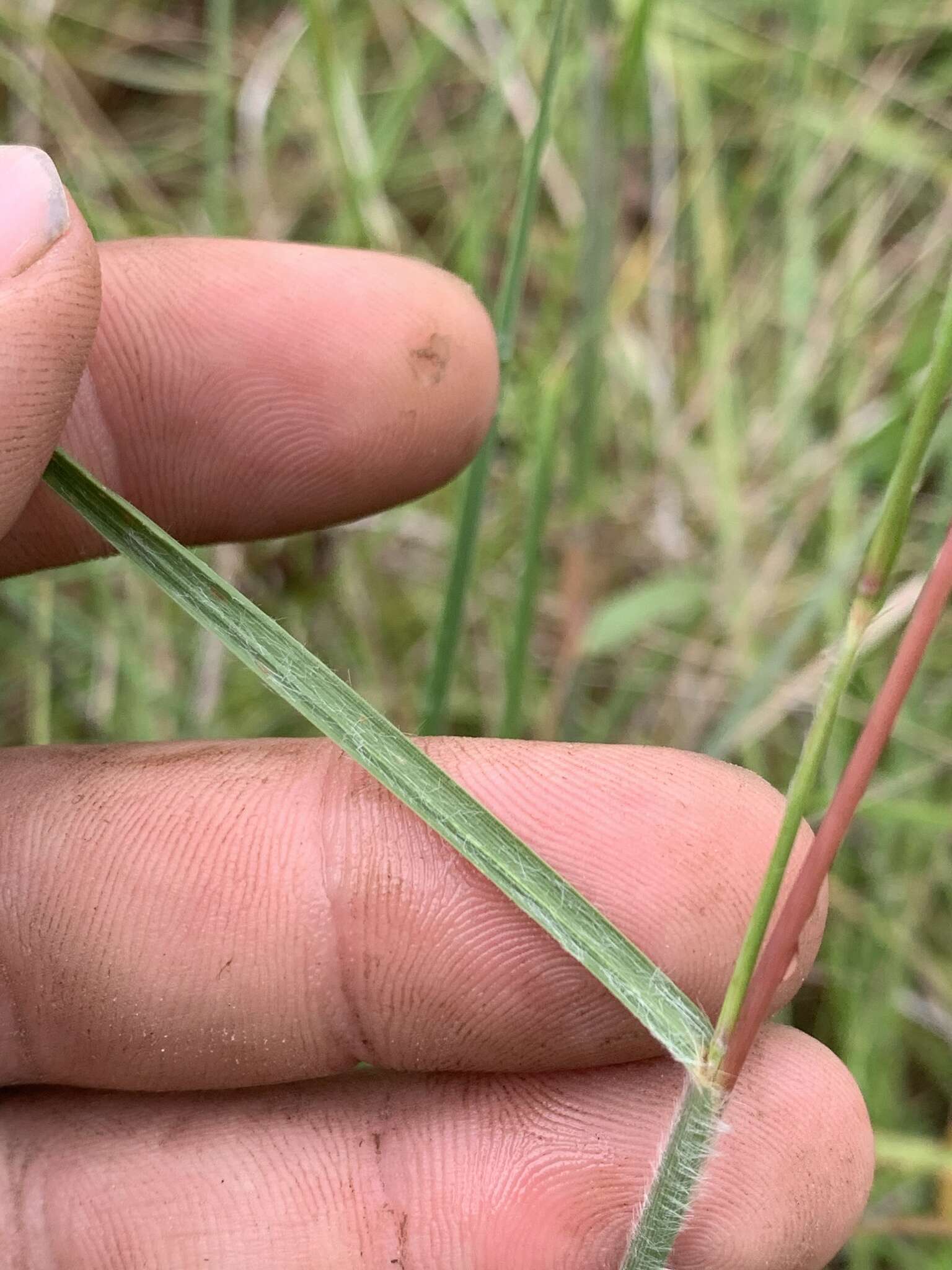 Schizachyrium scoparium subsp. divergens (Hack.) Gandhi & Smeins resmi