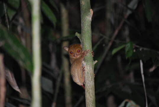 Image of Bornean tarsier