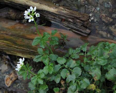 Image of Large Bittercress