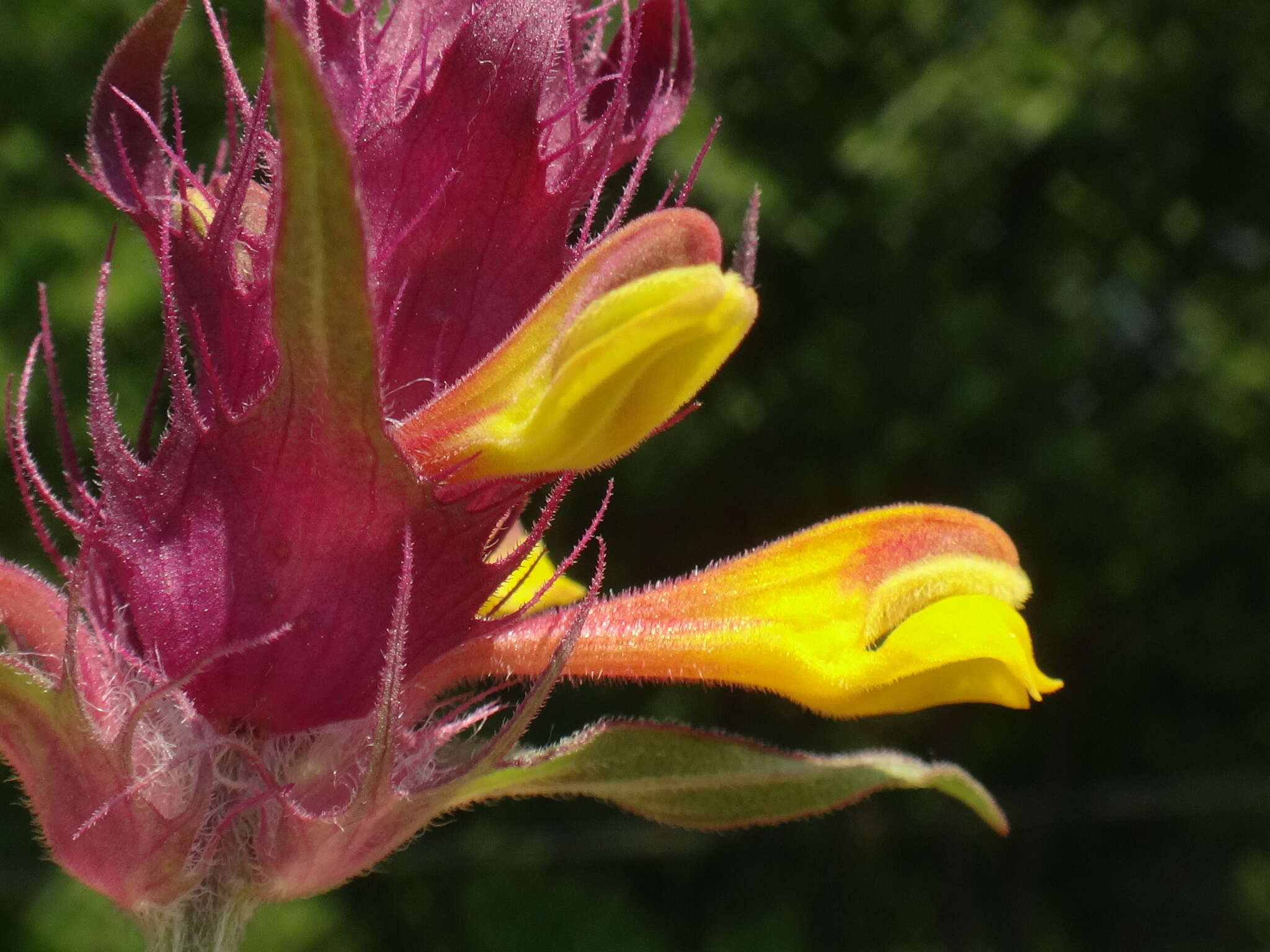 Image of Melampyrum carstiense (Ronn.) Fritsch