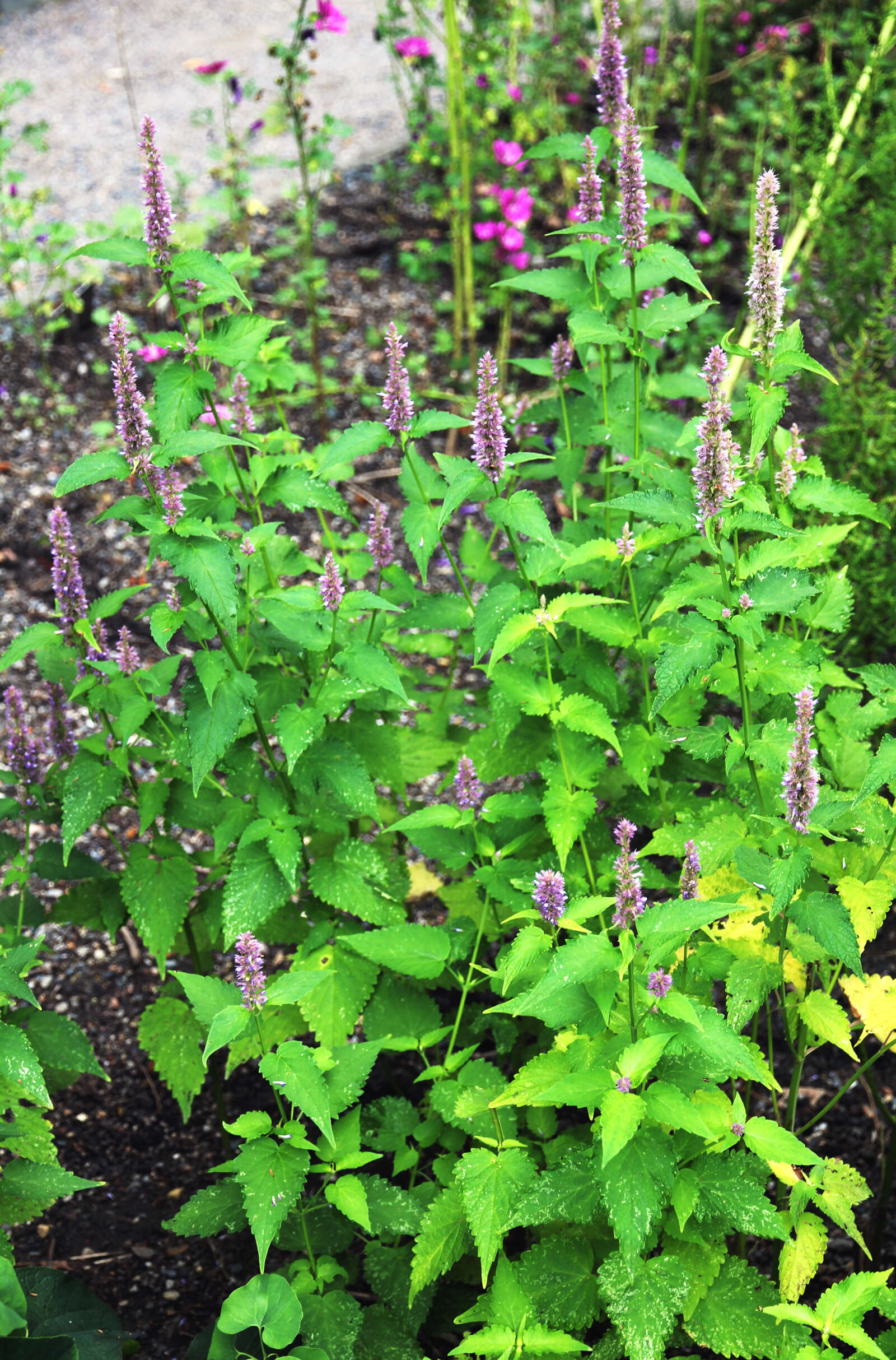 Image of Agastache mexicana (Kunth) Lint & Epling