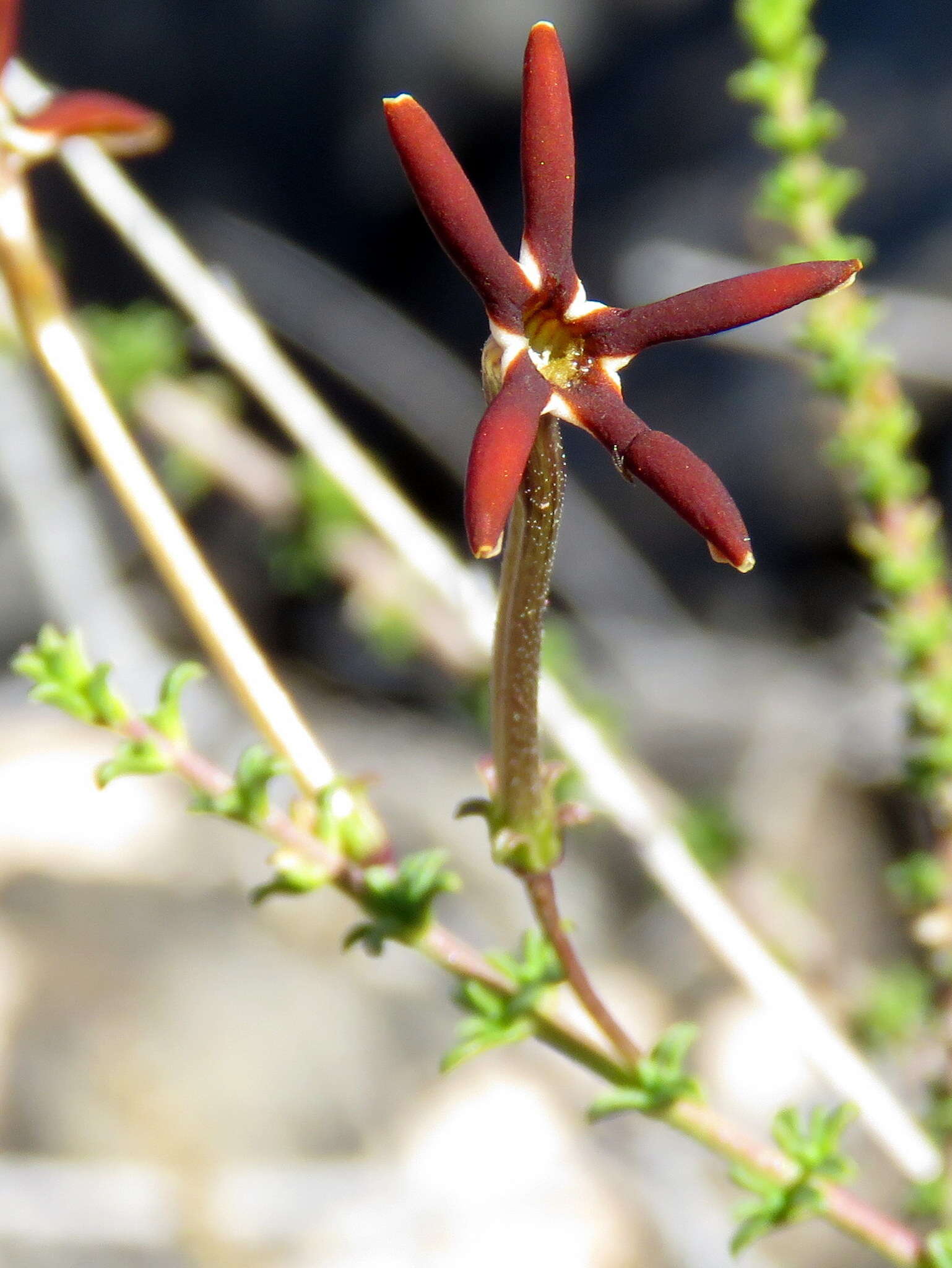 Image de Jamesbrittenia atropurpurea subsp. atropurpurea