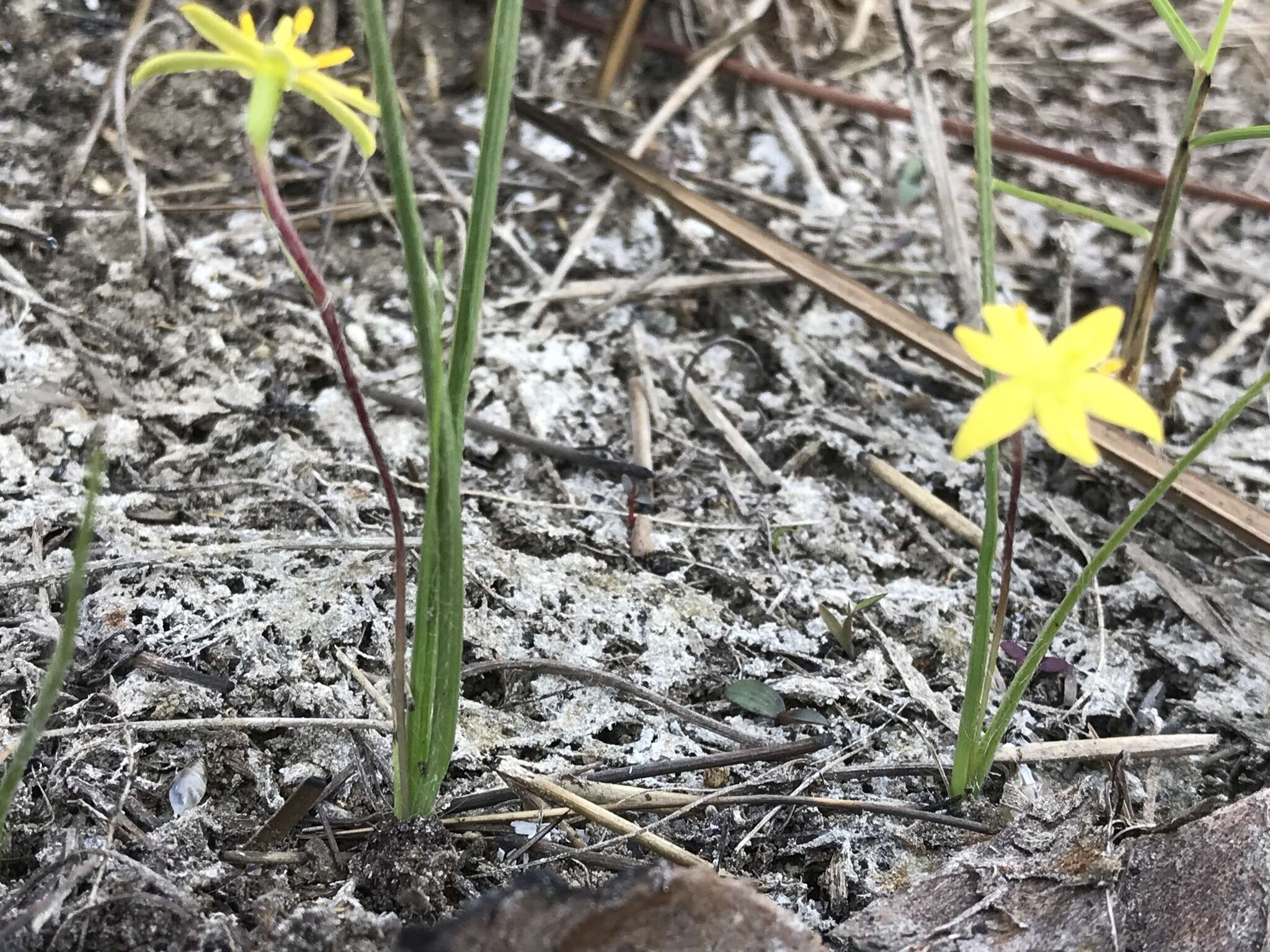 Image of Bristle-Seed Yellow Star-Grass