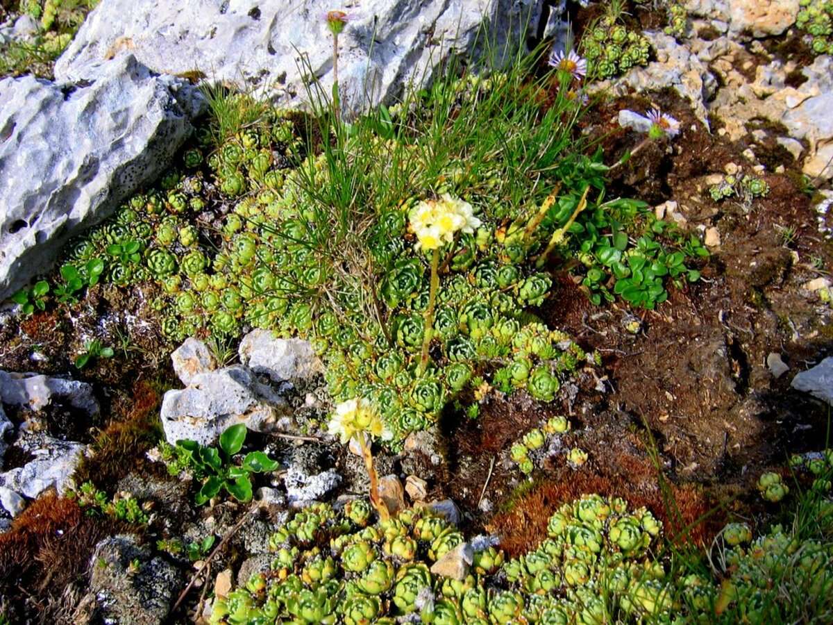 Image of Livelong Saxifrage