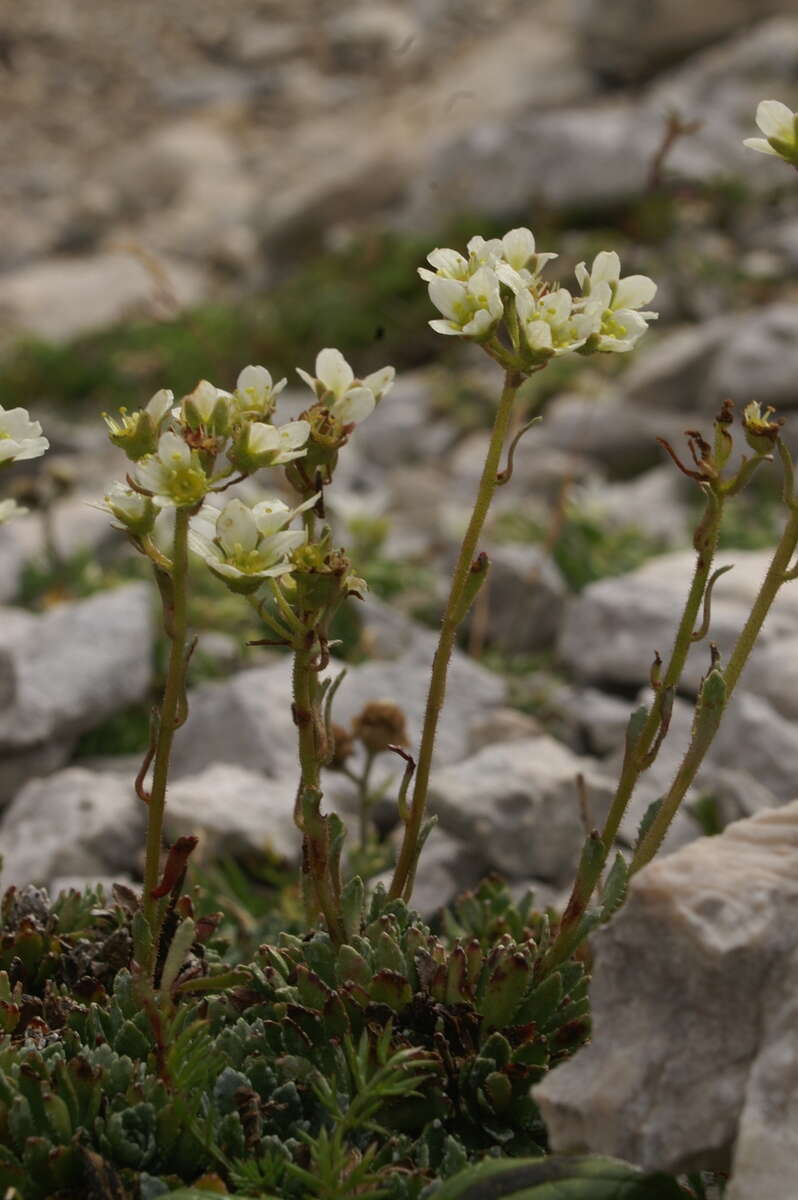 Image of Livelong Saxifrage