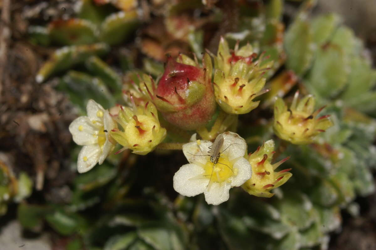 Image of Livelong Saxifrage