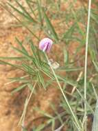 Image of Tephrosia longipes subsp. longipes