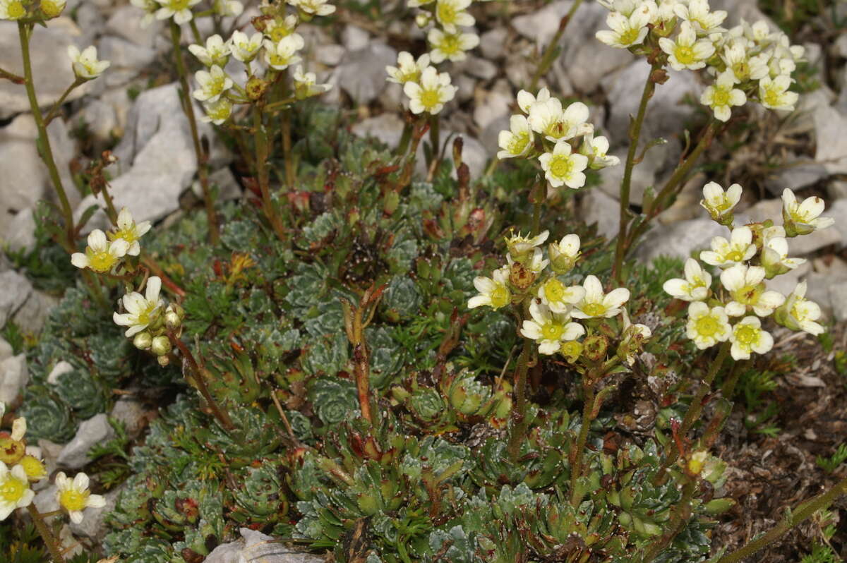 Image of Livelong Saxifrage