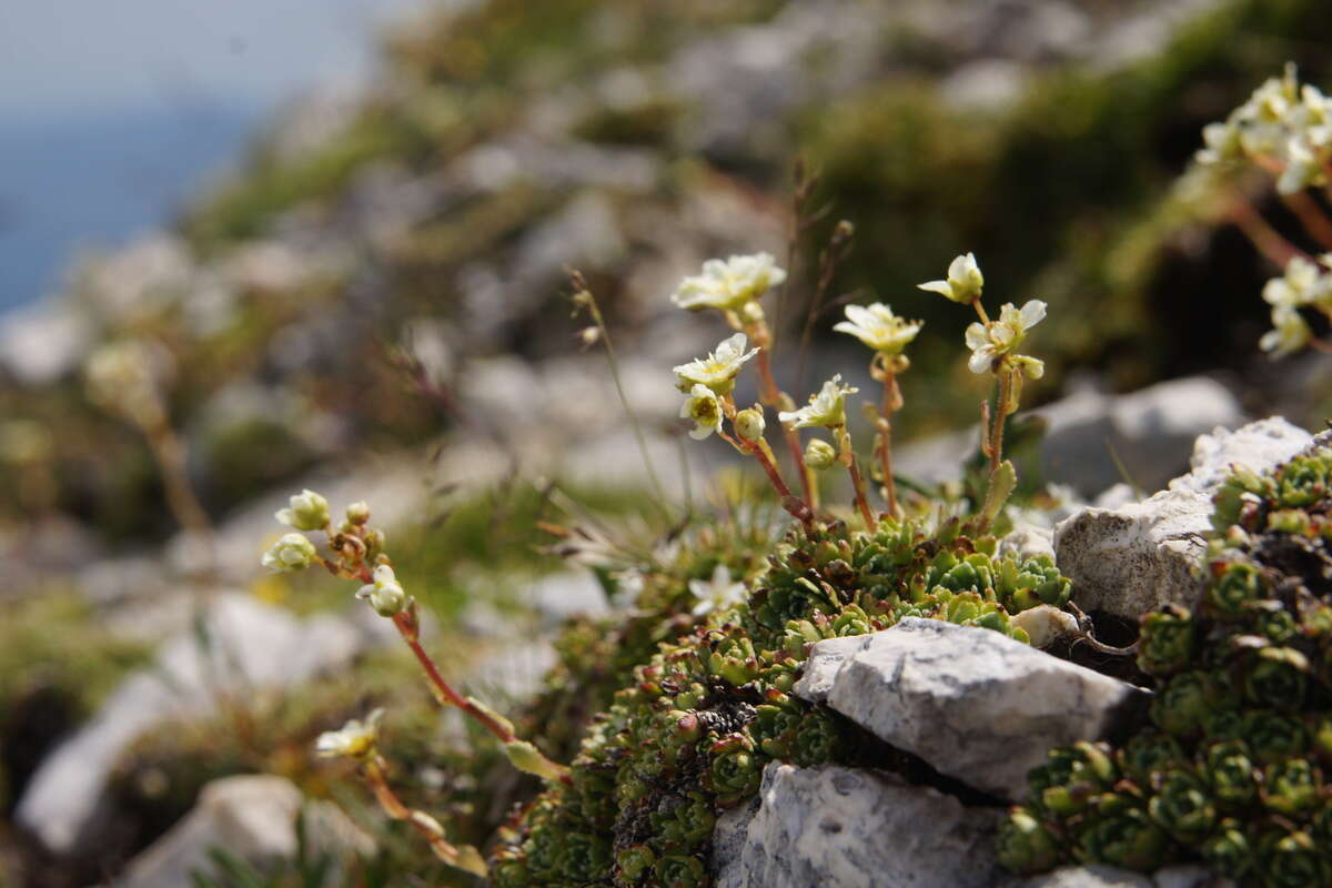 Image of Livelong Saxifrage