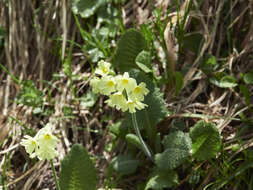 Image of oxlip