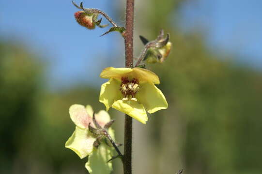 Imagem de Verbascum blattaria L.