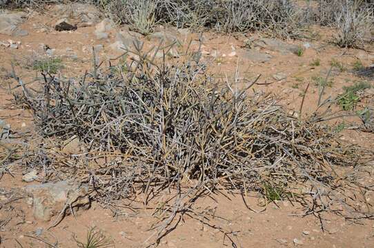 Image of Cynanchum viminale subsp. thunbergii (G. Don)