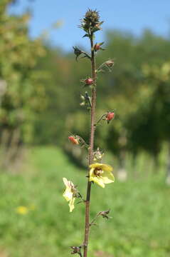 Imagem de Verbascum blattaria L.