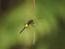 Image of Pseudothemis jorina Förster 1904