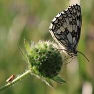 Image of marbled white