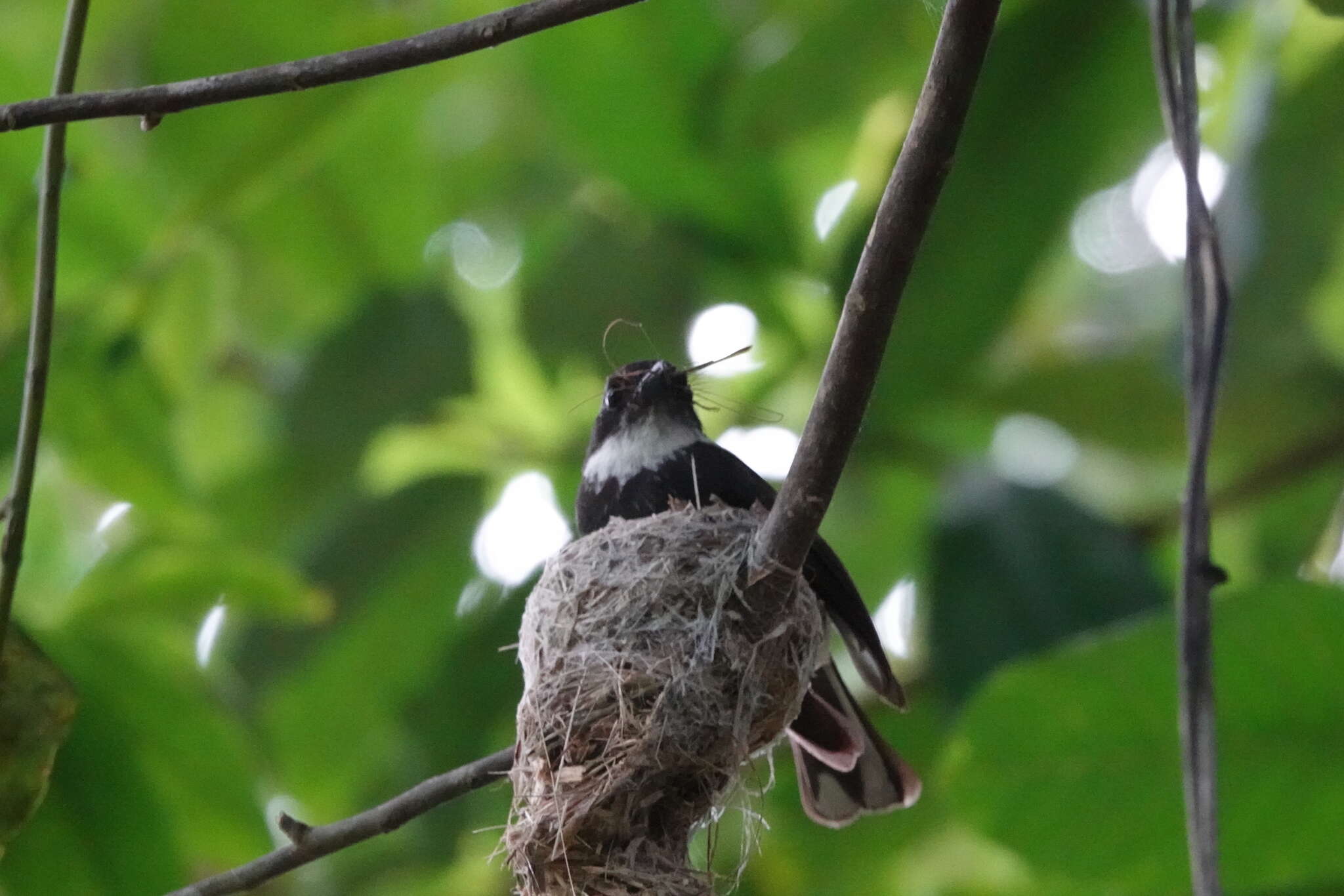 Image of Banda Sea Northern Fantail