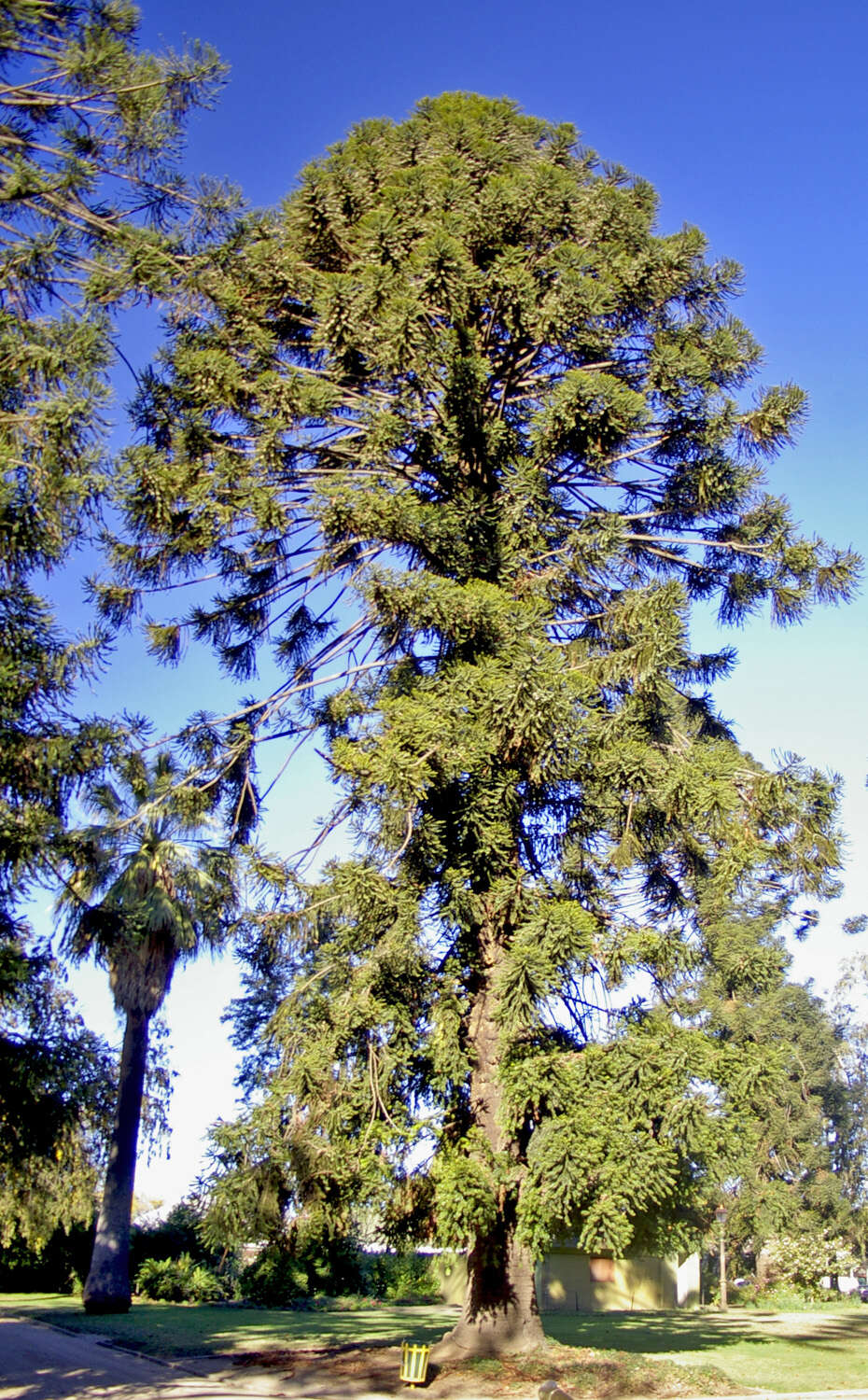 Image de Araucaria bidwillii Hook.