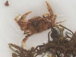 Image of sargassum crab