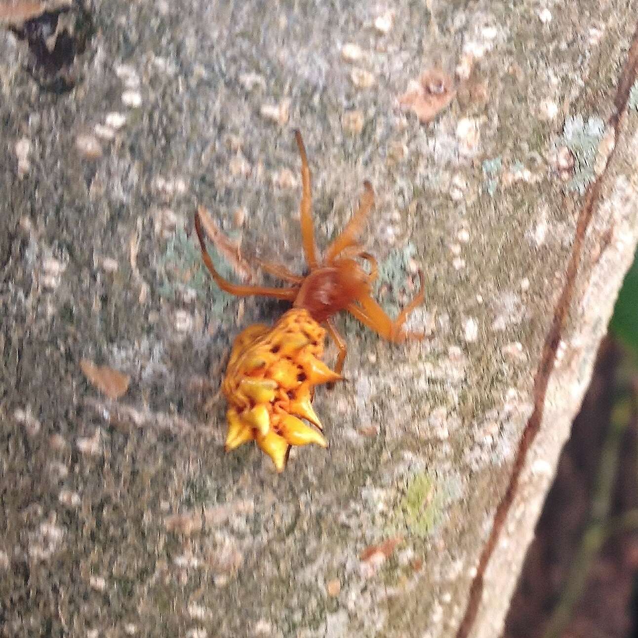 Image of Spined Micrathena