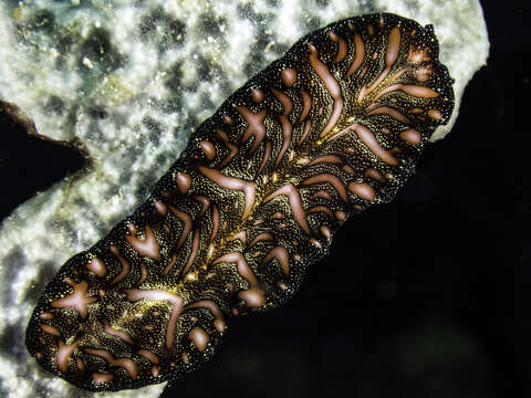 Image of Elegant flatworm