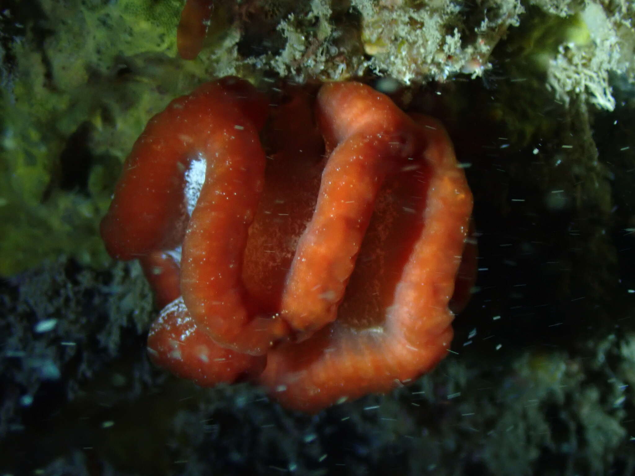 Image of Sycozoa cerebriformis (Quoy & Gaimard 1834)