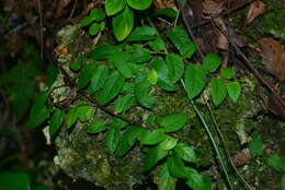 Image of Ficus trichocarpa Bl.