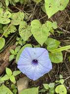 Image of Ipomoea ophiodes Standl. & Steyerm.