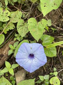 Image of Ipomoea ophiodes Standl. & Steyerm.