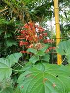 Imagem de Clerodendrum paniculatum L.