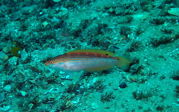 Image of Rainbow Slender Wrasse