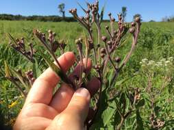 Image of Missouri ironweed