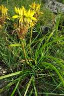 Image of Aloe craibii Gideon F. Sm.