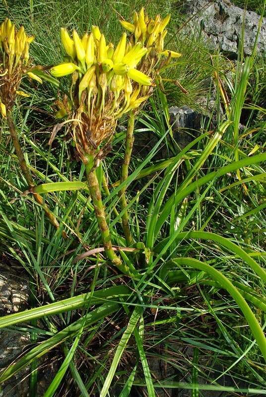 Image of Aloe craibii Gideon F. Sm.