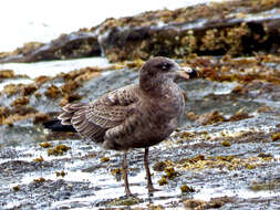 Image of Larus pacificus pacificus Latham 1801