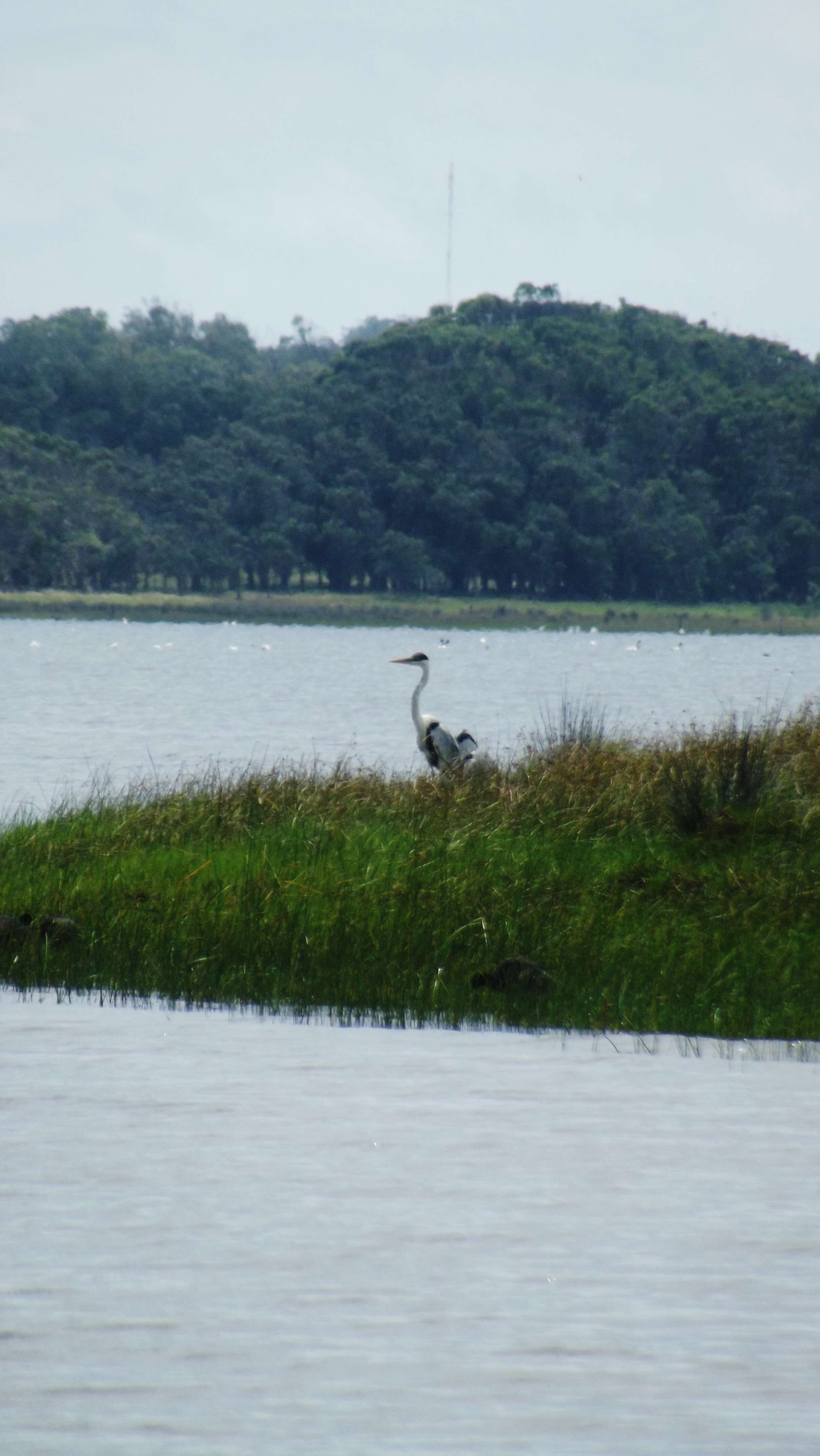 Image of Cocoi Heron