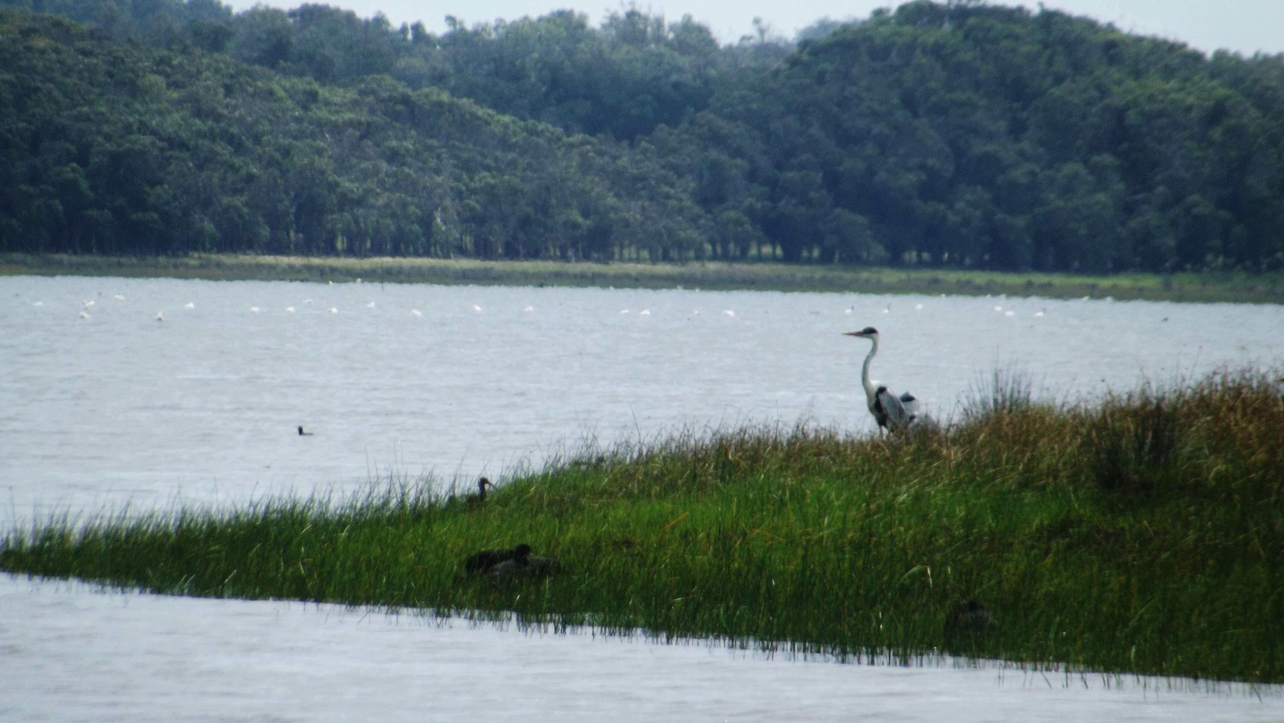 Image of Cocoi Heron