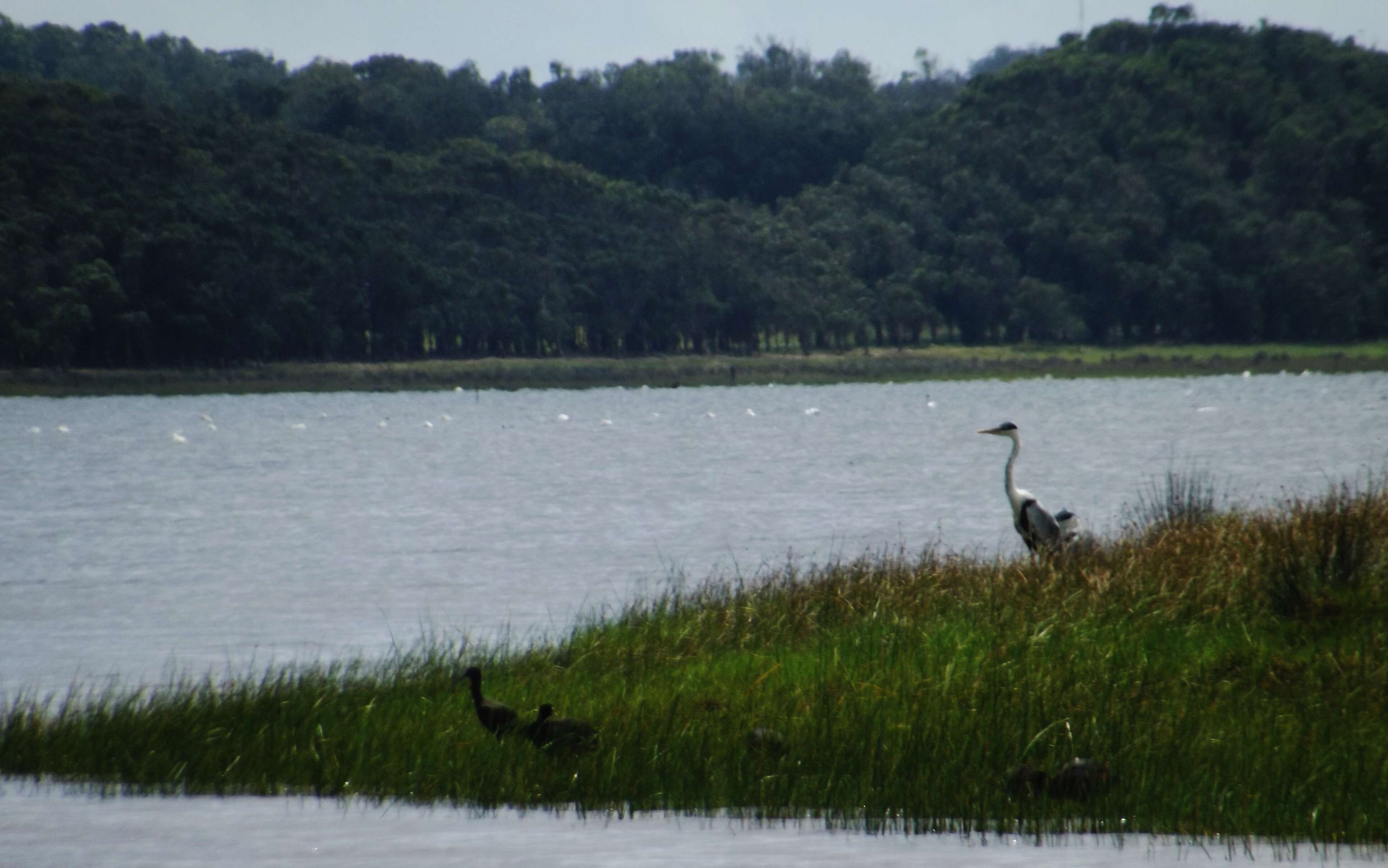 Image of Cocoi Heron