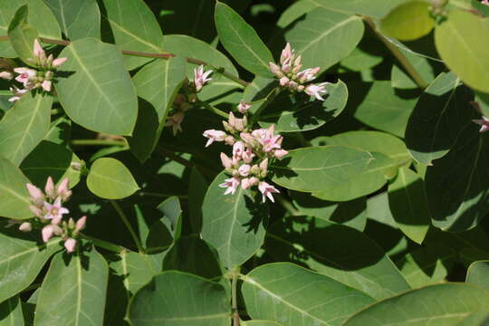 Image of flytrap dogbane