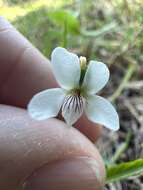 Image of bog white violet