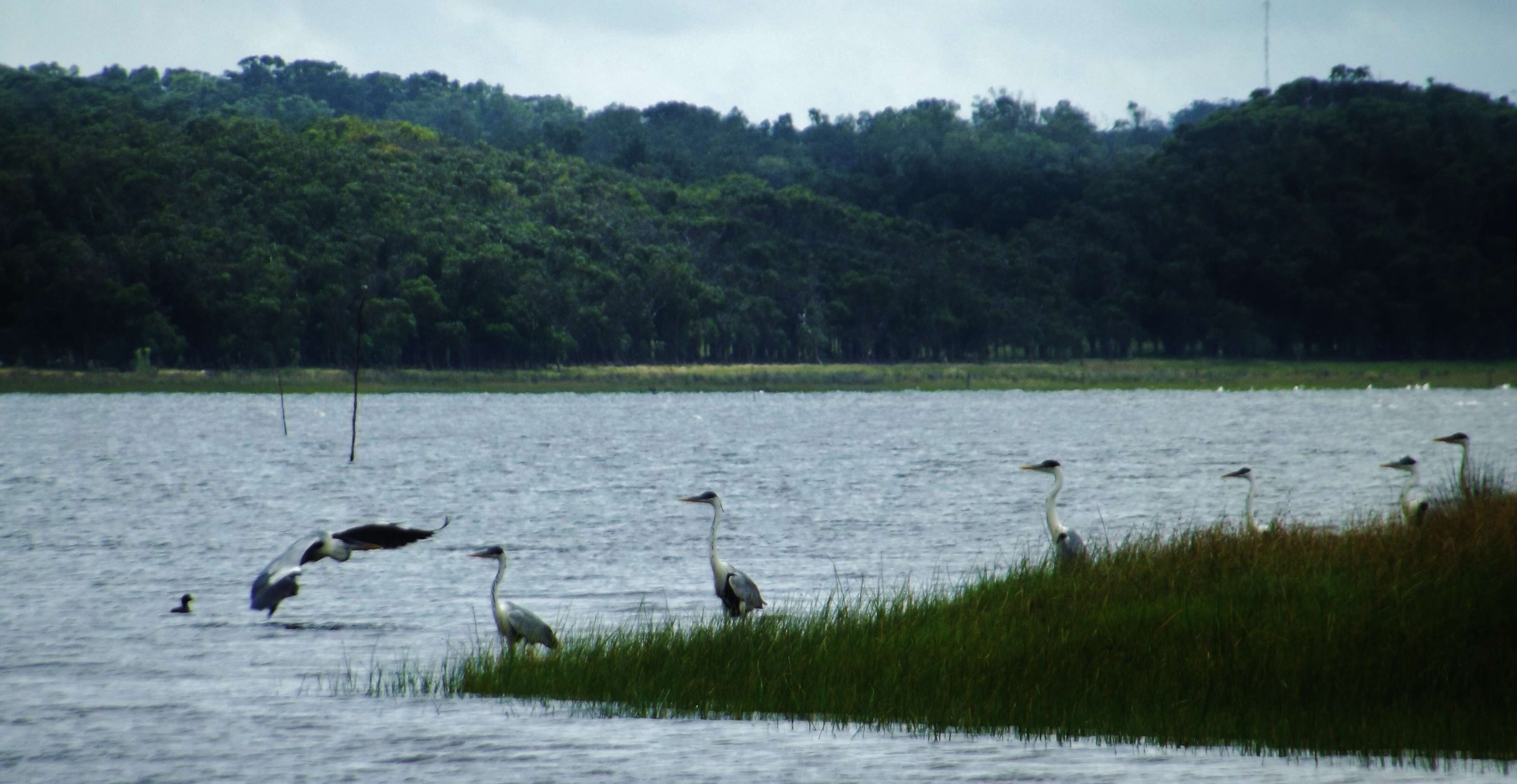 Image of Cocoi Heron