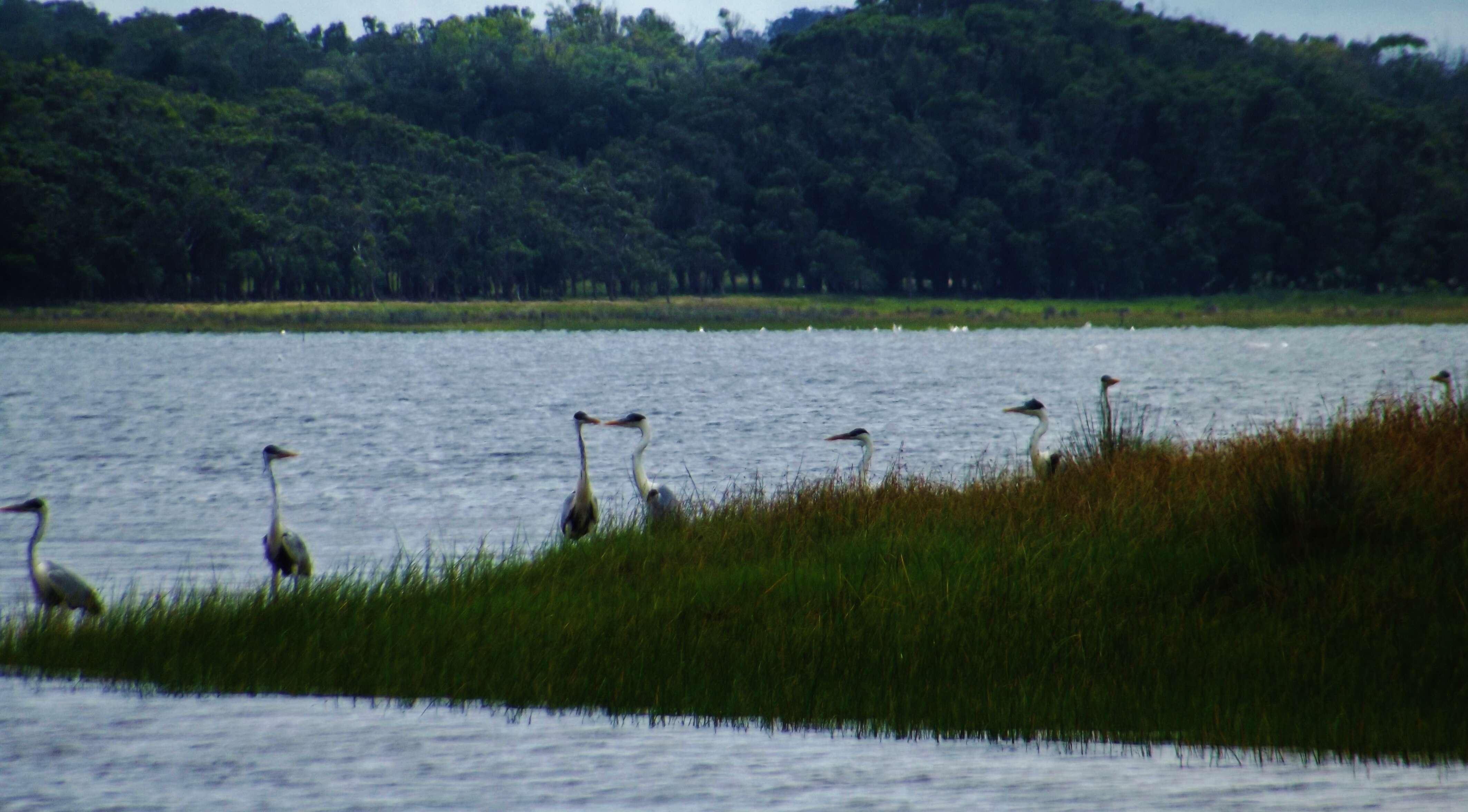 Image of Cocoi Heron